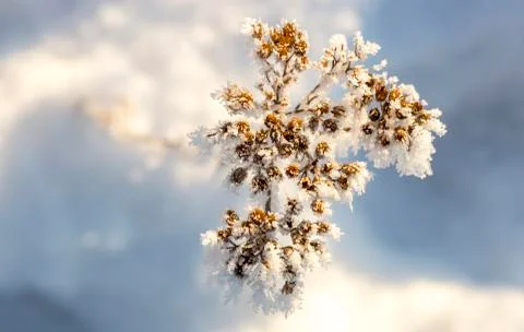 Cow Parsley Covered in Frost Stock Photos