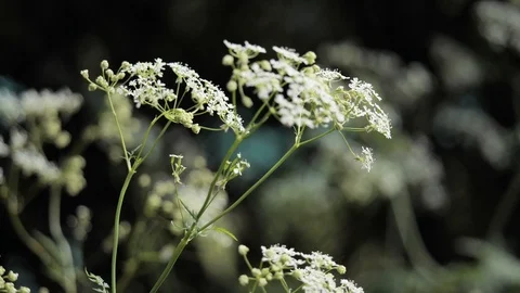 Cow parsley Stock Footage 116492046
