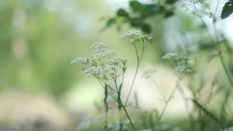 Cow parsley Stock Footage 136179341