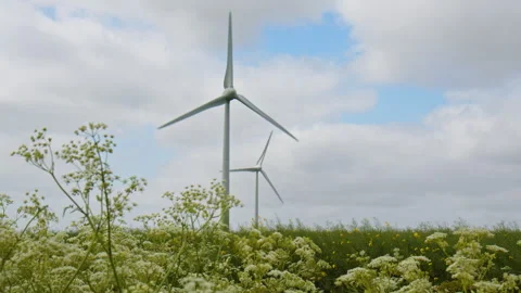 Cow Parsley swaying in the wind, rack focus onto two Wind Turbines in the Stock Footage 243367045