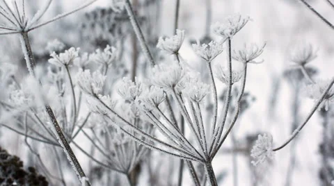 Cow parsnip, close-up Stock Footage 45977968