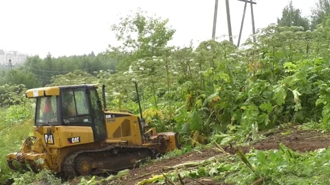 Cow parsnip Stock Footage 135759494