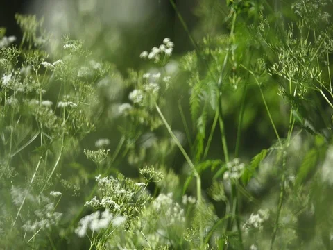 Cow parsnip Weed. Poisonous plant. Selective focus Stock Footage