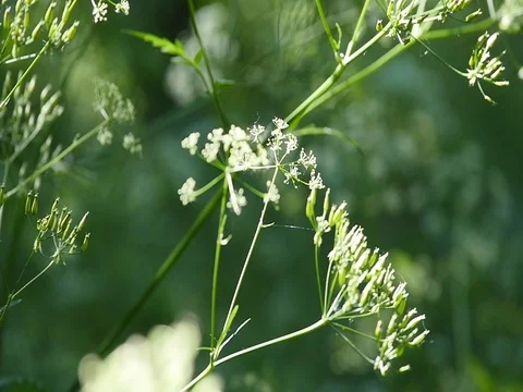 Cow parsnip Weed. Poisonous plant. Selective focus Stock Footage