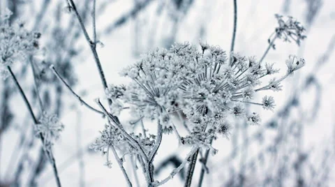 Cow parsnip, winter image, depth of field Stock Footage 45977978