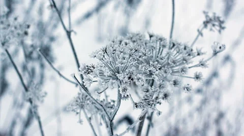 Cow parsnip, winter image Stock Footage 45977791