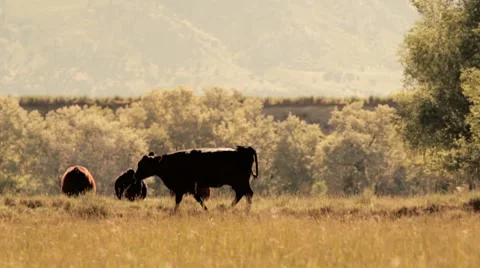 Cow Pasture (2 Clips) Stock Footage 7728404