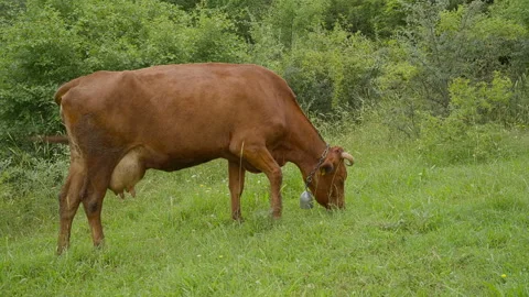 A cow in a pasture eats grass with pleasure Stock Footage 261755437