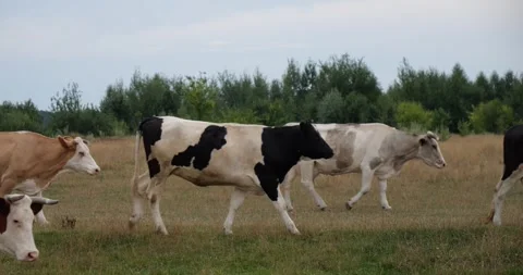 Men's Friesian Cow-ld Ploughing Championships Jersey