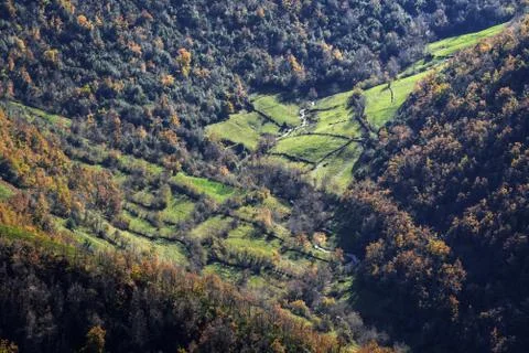 Cow pasture fields separated by hedge closure Stock Photos