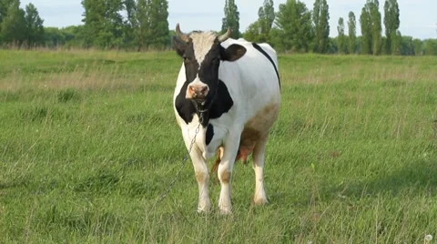 Cow on a pasture Stock Footage 8359843