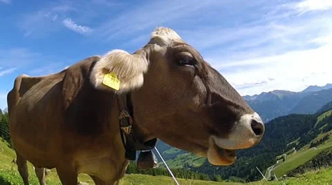 Cow on a pasture Stock Footage 11916924