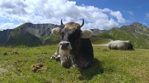 Cow on a pasture Stock-Footage 11917101