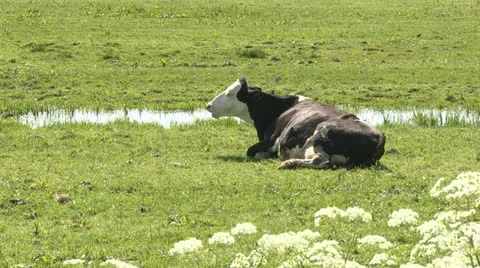 Cow in a pasture Stock Footage 24691881
