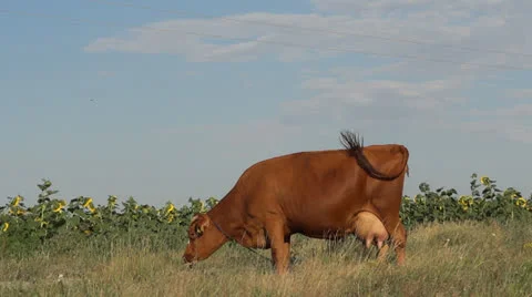 Cow on pasture 스톡 동영상 25589229