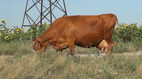 Cow on pasture Stock Footage 25589803