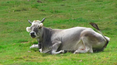 Cow in pasture Stock-Footage 29153588
