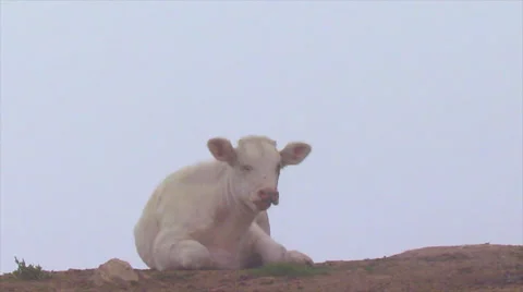 Cow in pasture  Stock-Footage 29153754