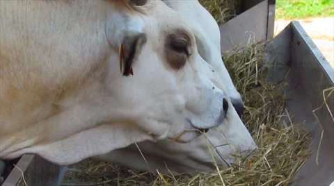 Cow in pasture  Video stock 29160611