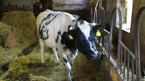 Cow in pasture Video stock 32155438