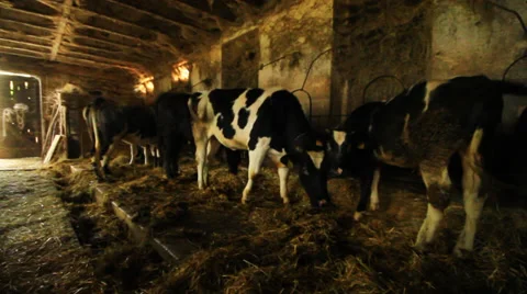 Cow in pasture Stock Footage 32162461