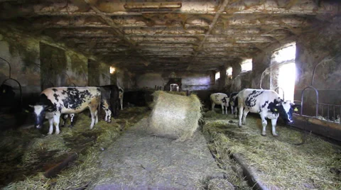 Cow in pasture 스톡 동영상 32162571