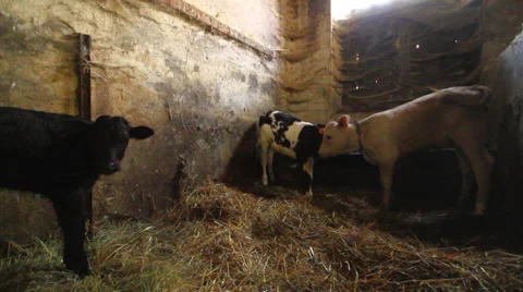 Cow in pasture Stock-Footage 32162587