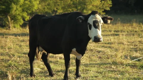 Cow in pasture Stock Footage 50085884