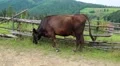 Cow on the pasture HD Footage