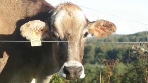 Cow on pasture looks at camera close Stock Footage 83666431