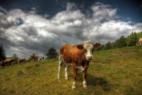 Cow in a pasture Stock Photos