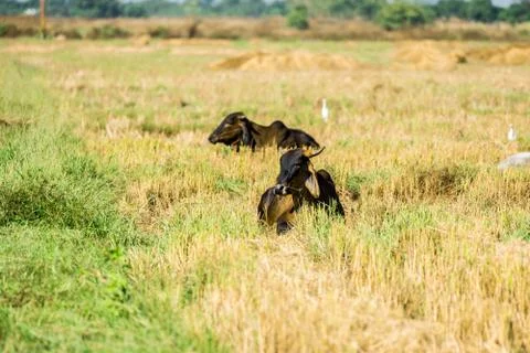 Cow on pasture Stock Photos