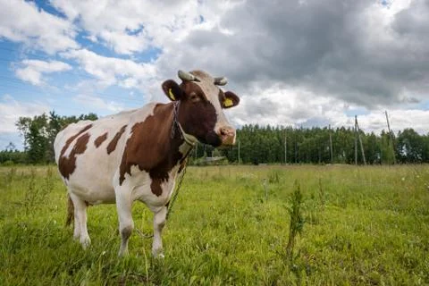Cow in the pasture Stock Photos