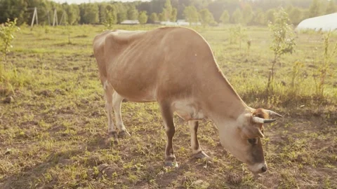 Cow in the pasture at sunset Stock Footage 251827031