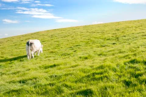 Cow pasturing Stock Photos