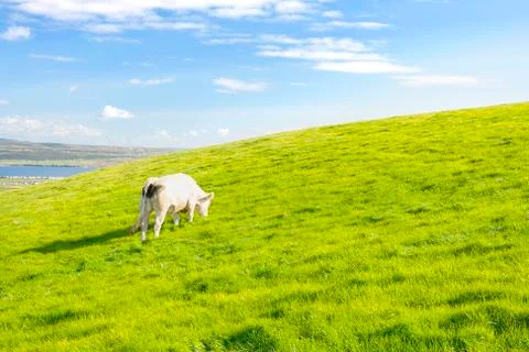 Cow pasturing Stock Photos