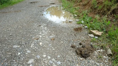 Cow pat and puddle on a footpath Stock Footage 78123691