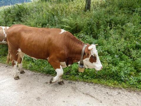 A cow on a path Stock Photos