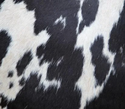 Cow pattern background Stock Photos