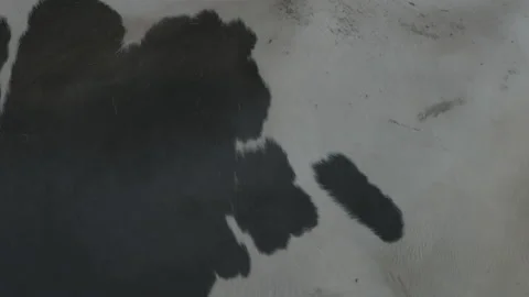 Cow pattern 動画素材 133333546