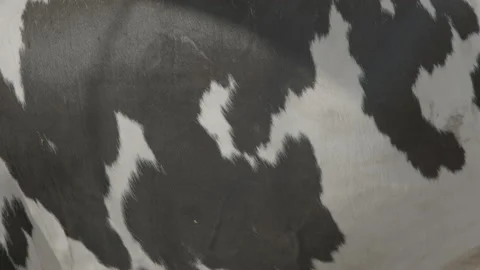 Cow pattern 動画素材 133335450