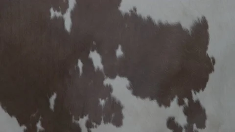 Cow pattern 動画素材 133339500