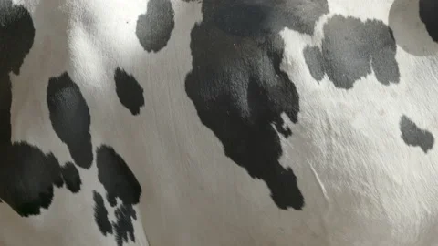 Cow pattern 库存影片 133340213