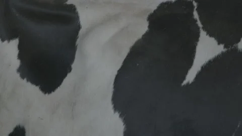 Cow pattern 動画素材 133341361