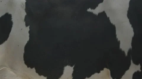 Cow pattern 動画素材 133342151