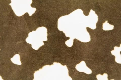 Cow pattern Stock Photos