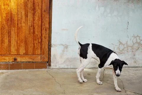 Cow-patterned dog walking beside wooden door Stock Photos