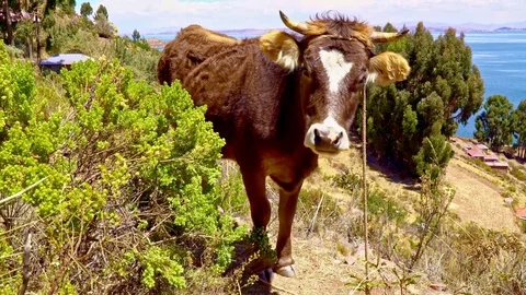 Cow in Peruvian Island Stock Footage 85393544
