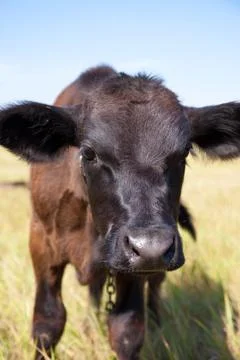 Cow Stock Photos