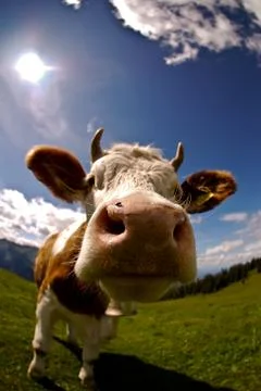 Cow Stock Photos